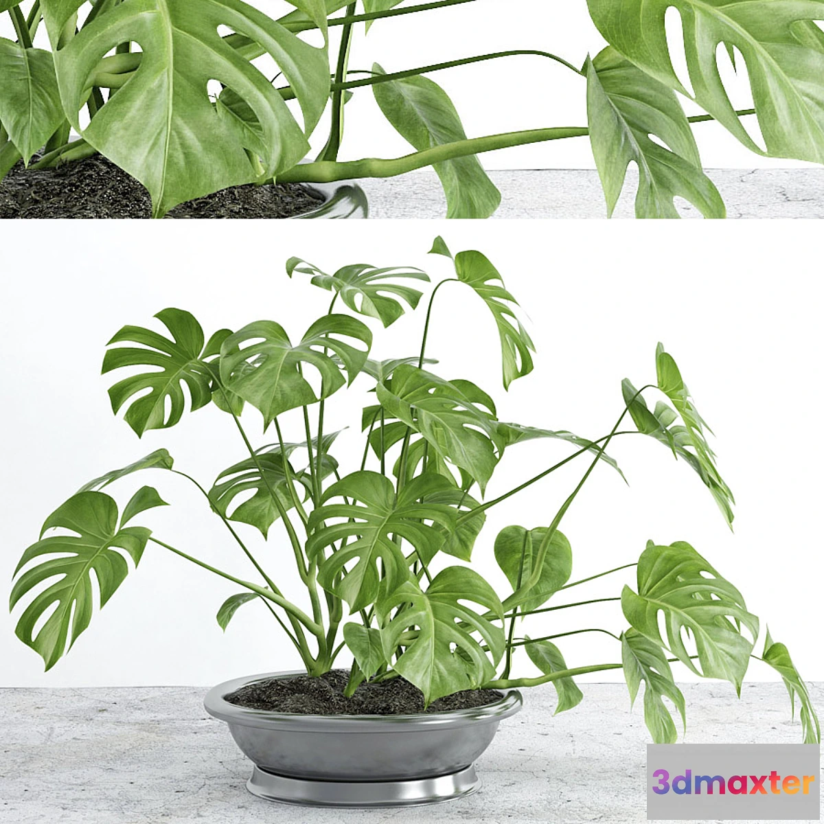 1281472 - Monstera 2 3D Max