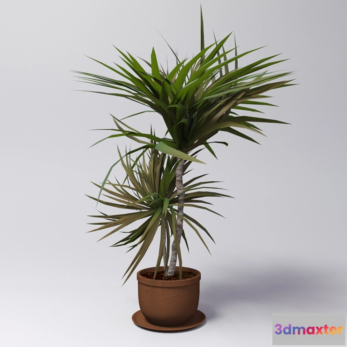 1283612 - Dracaena - No.4 3D Max
