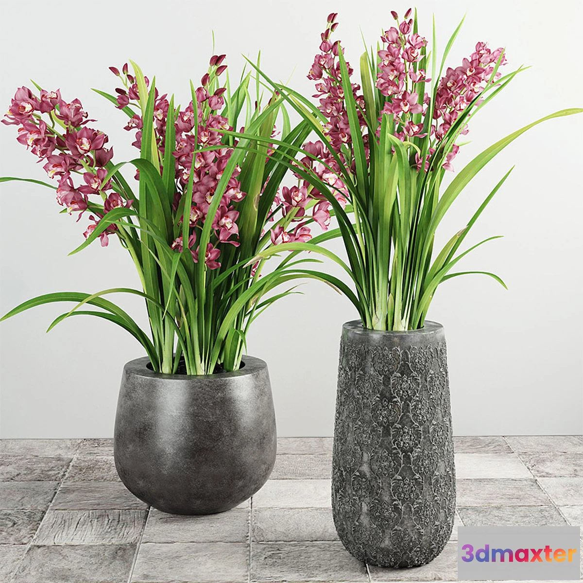 1284390 - Cymbidium Orchid 3D Max