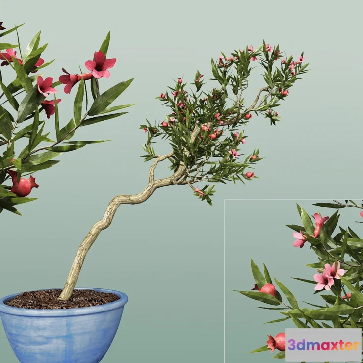 1285714 - Pomegranate 3D Max