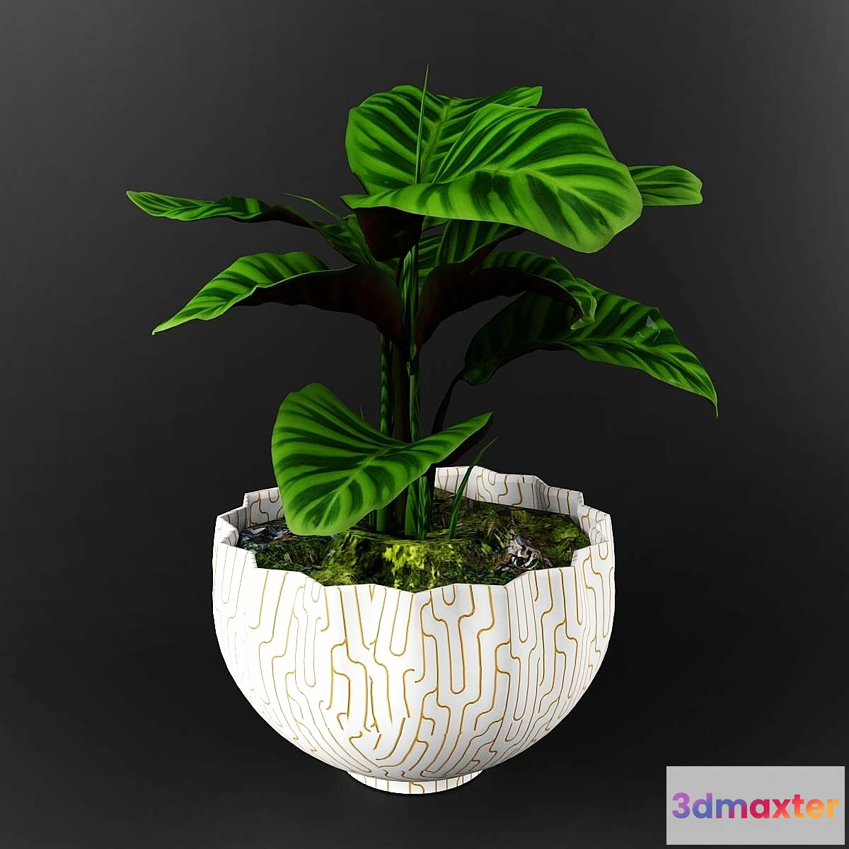 1286758 - Calathea zebrina 3D Max