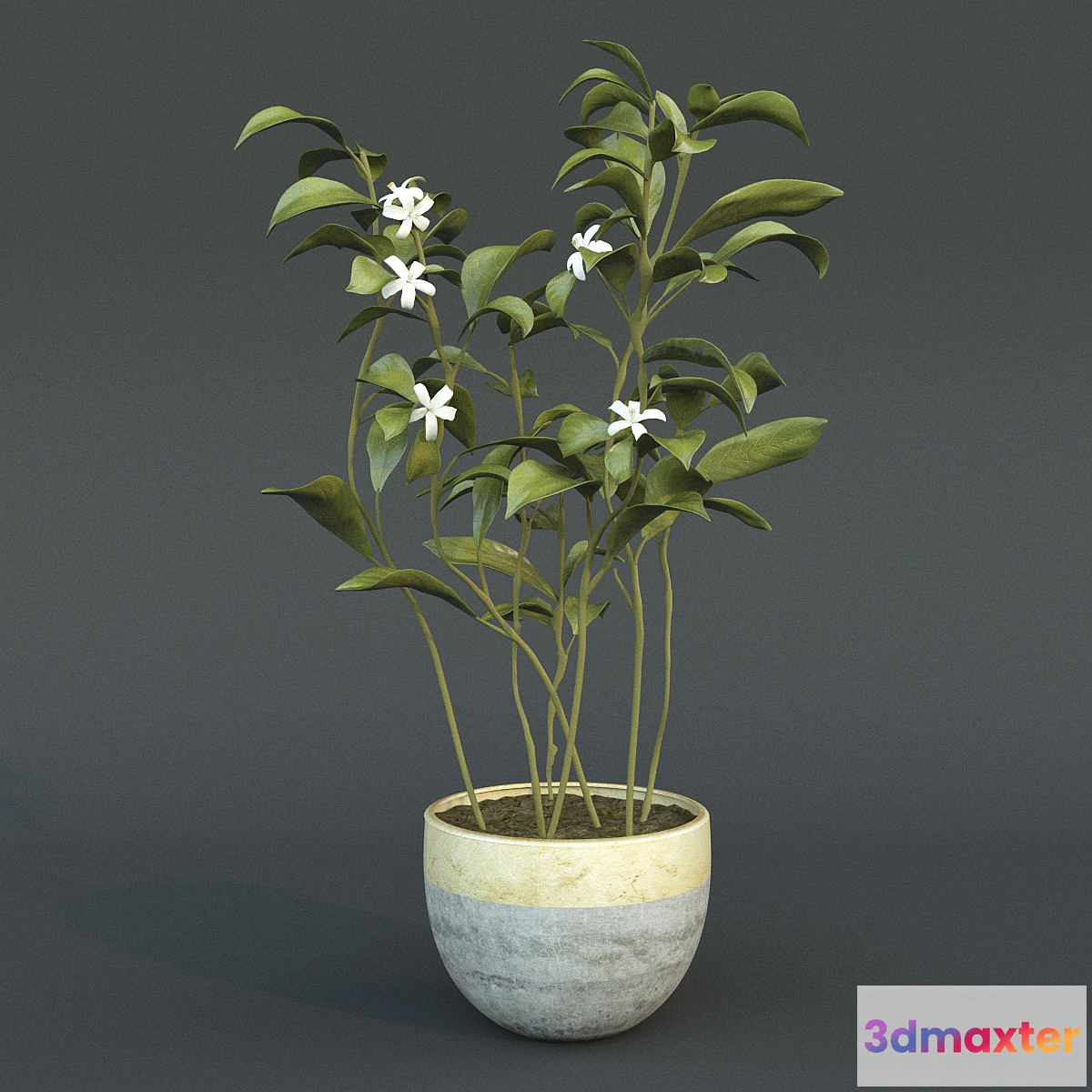1286760 - Animated Azahar flower 3D Max