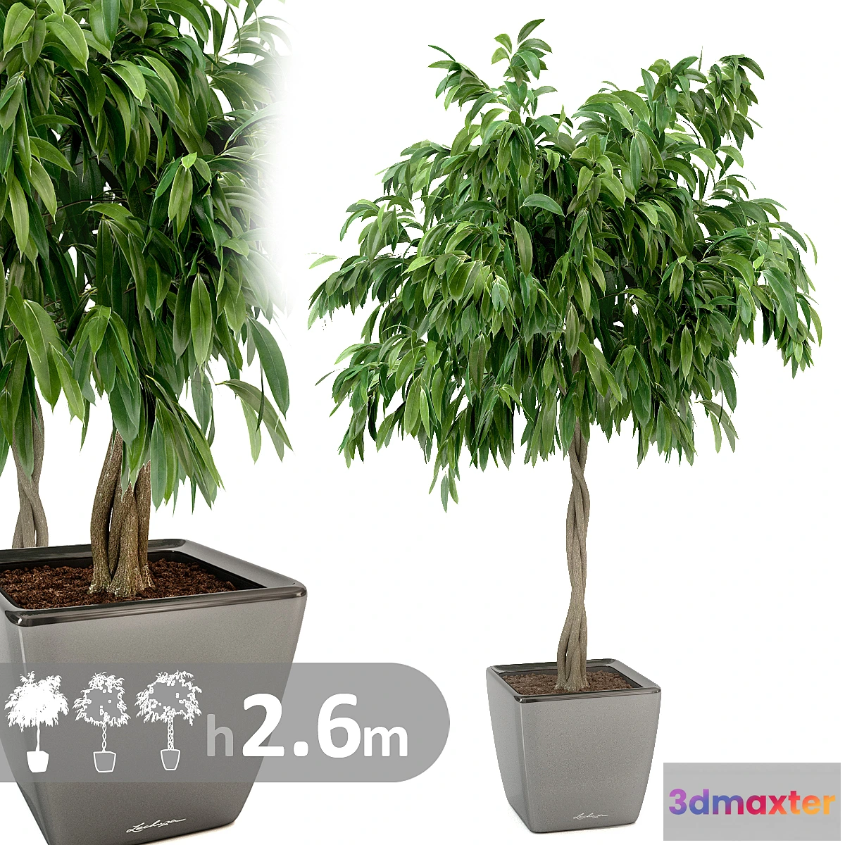 1286906 - Ficus Ali _ Ficus binnendijkii 3D Max