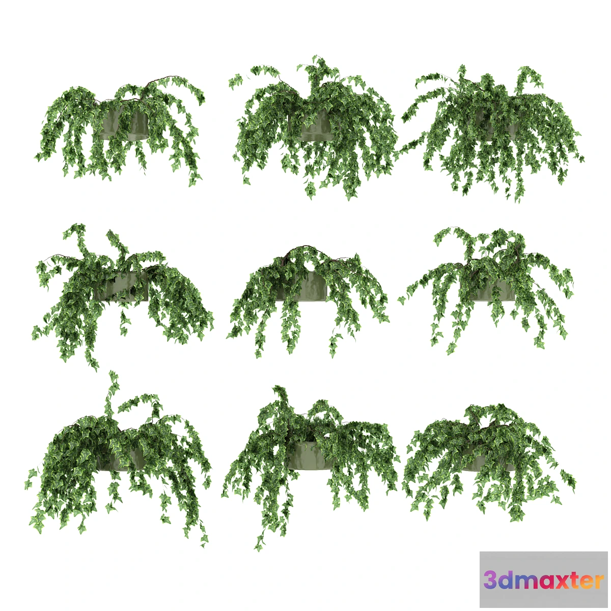 1287160 - Ivy in pot v3. 9 models 3D Max