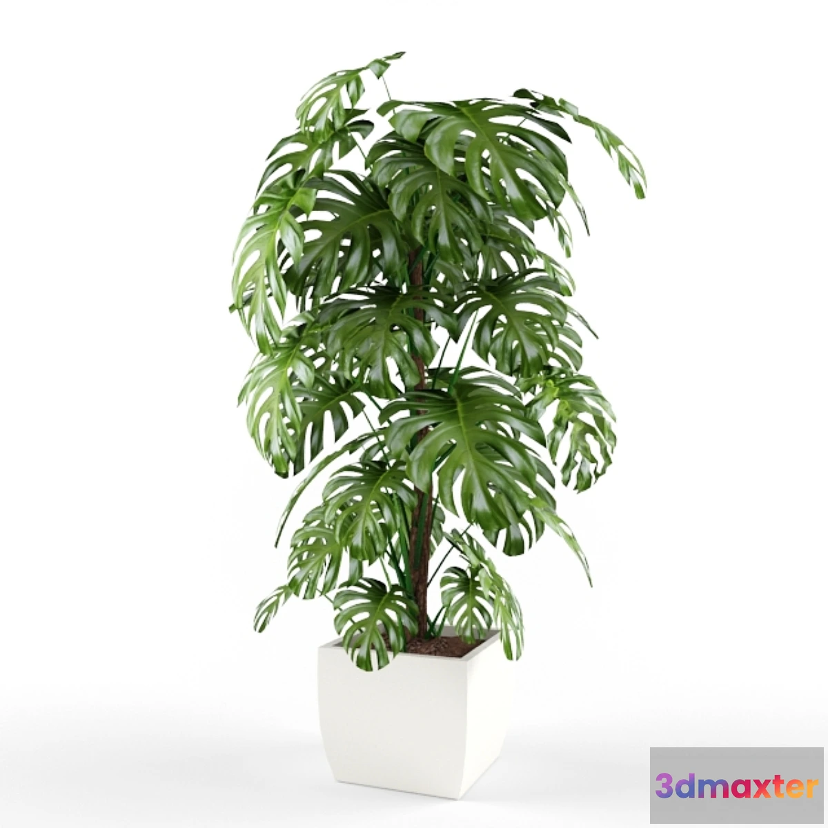 1288234 - plant - No.2 3D Max