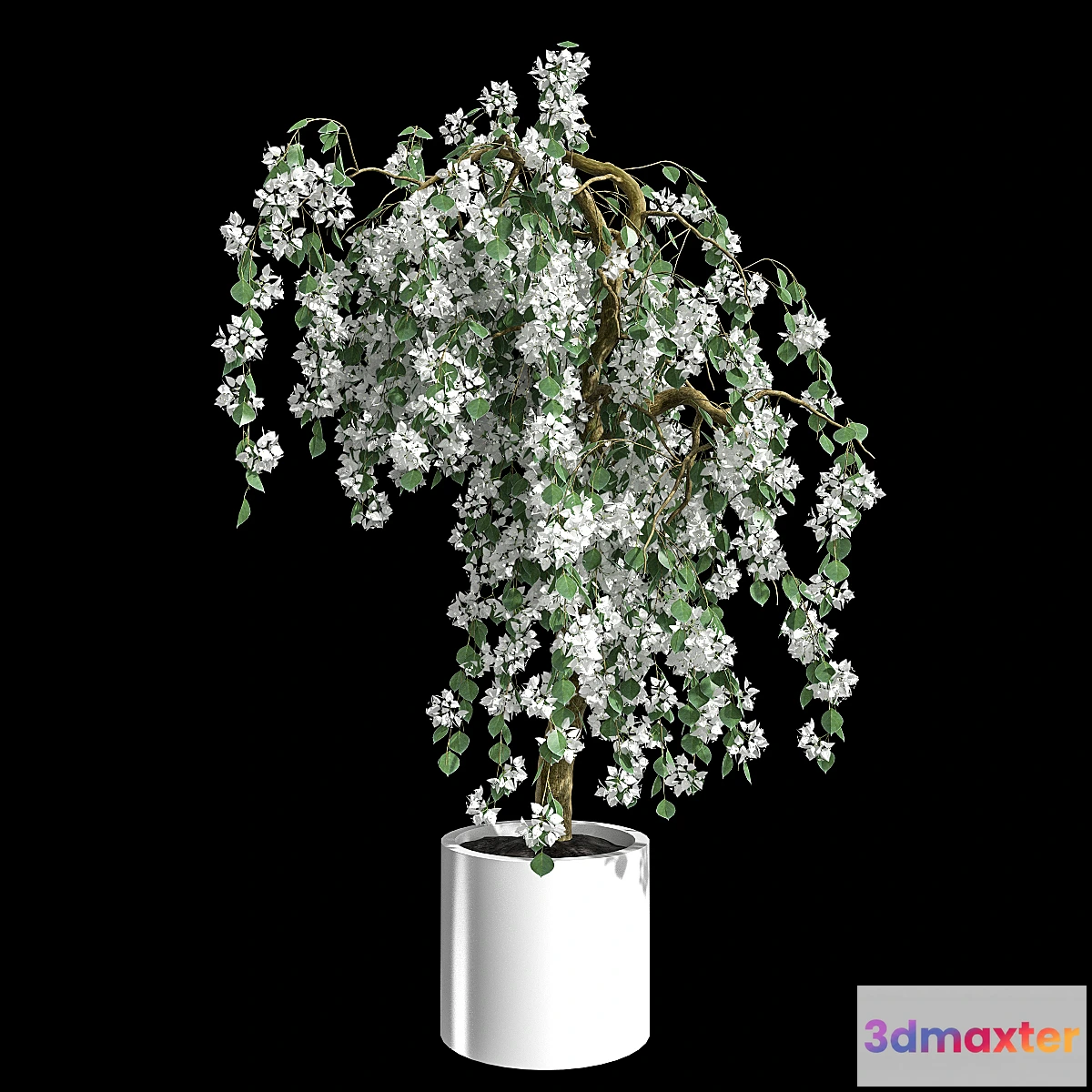 1289068 - Bougainvillea 3D Max