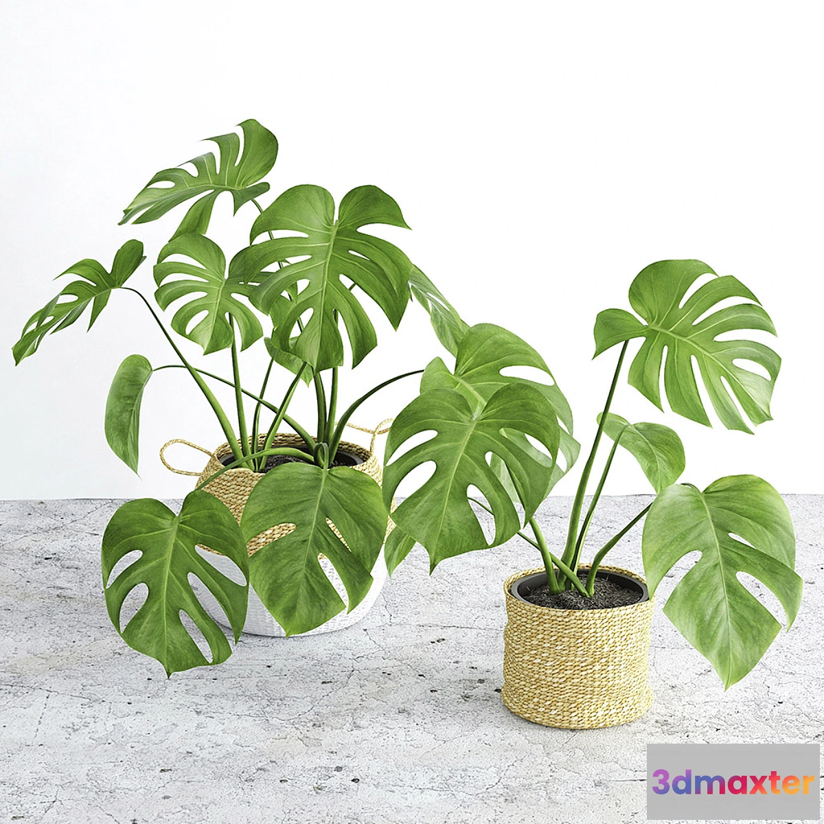 1289638 - Monstera 3 3D Max