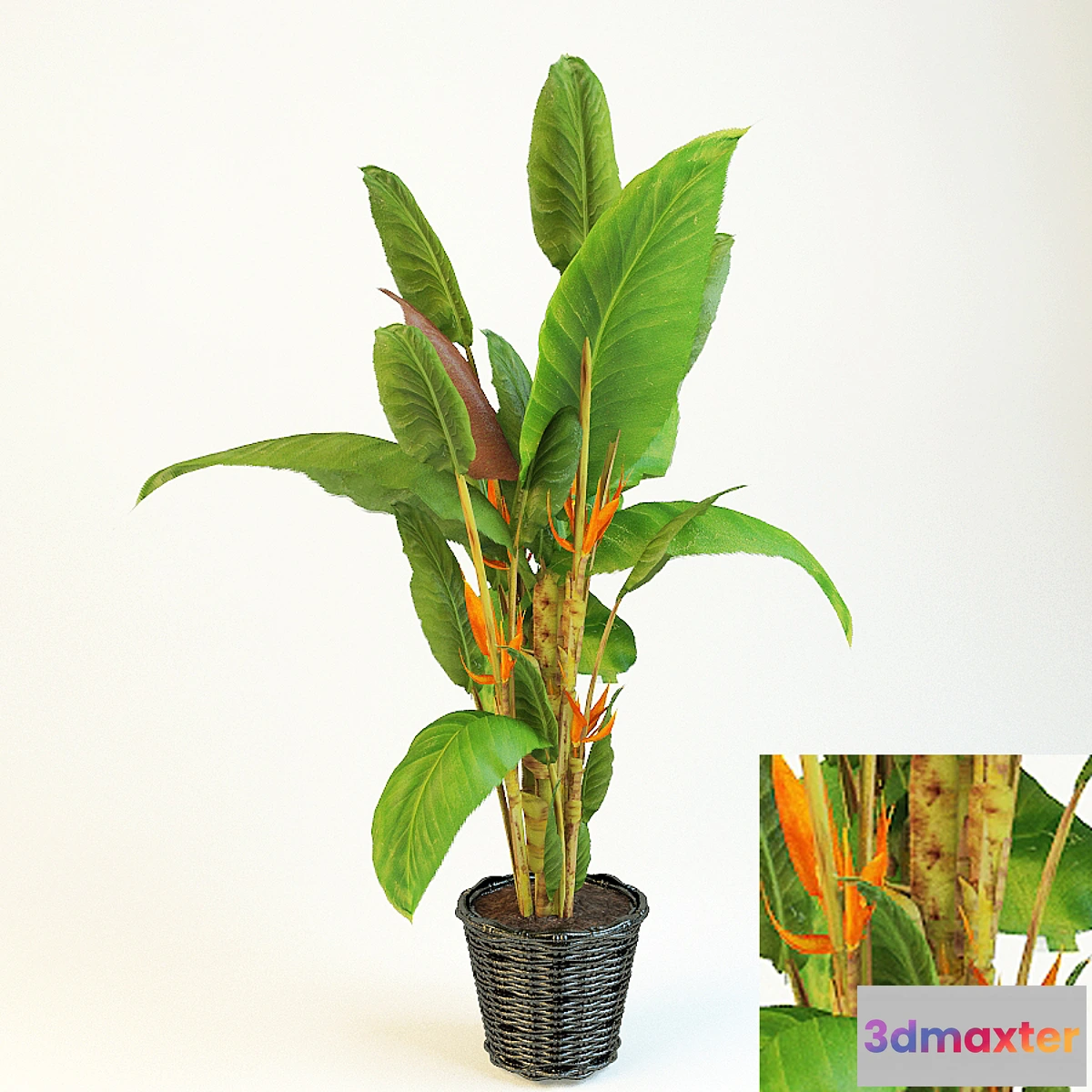 1291155 - strelitzia 3D Max