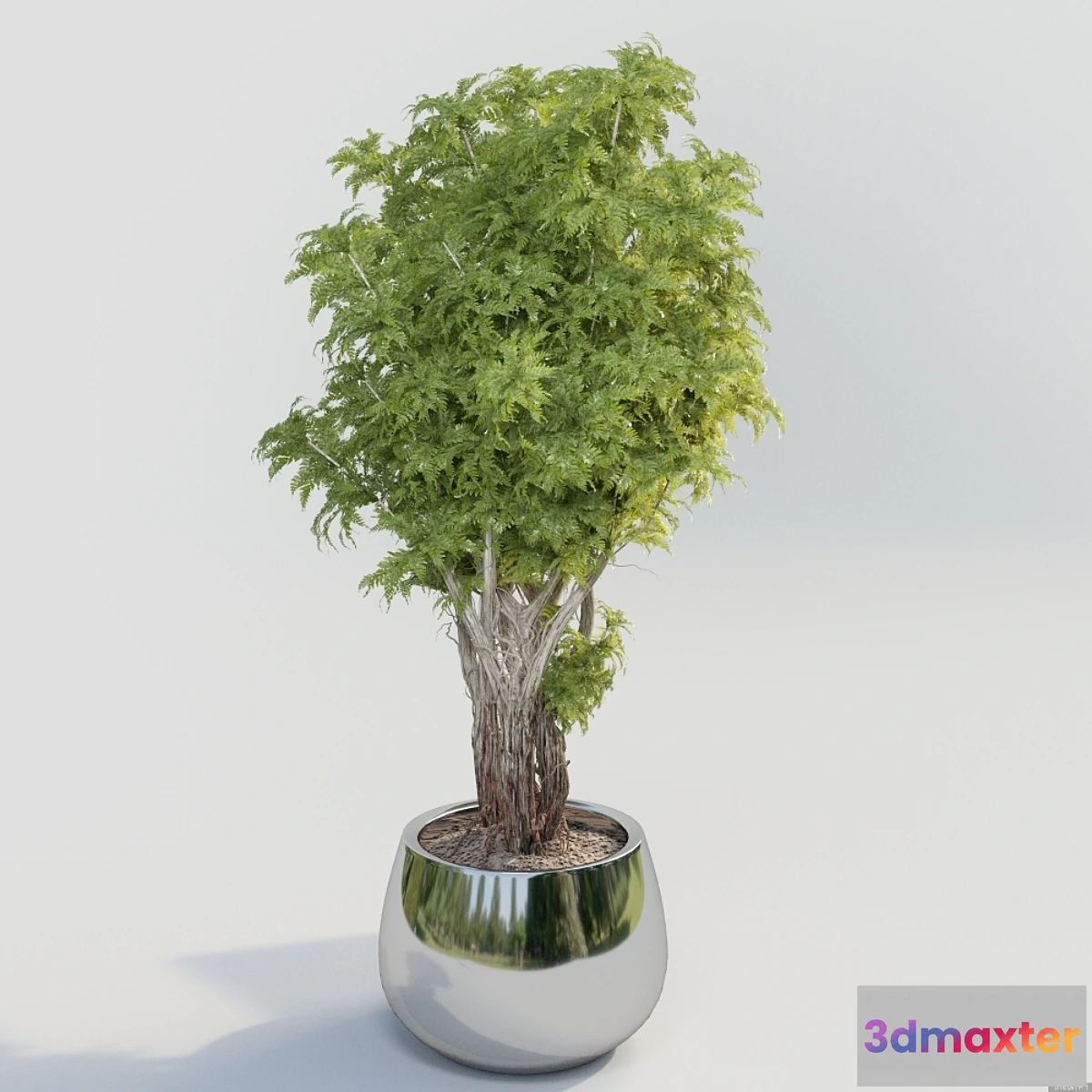 1291435 - Bush in a pot - No.2 3D Max