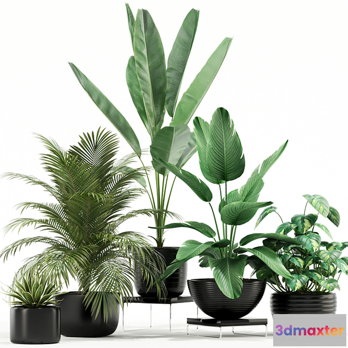 1295907 - Plants collection 119 3D Max