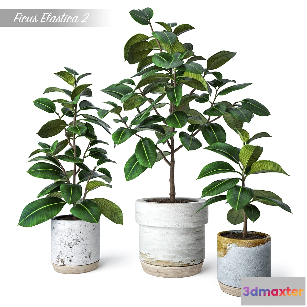 1296623 - Ficus Elastica 2 - No.2 3D Max