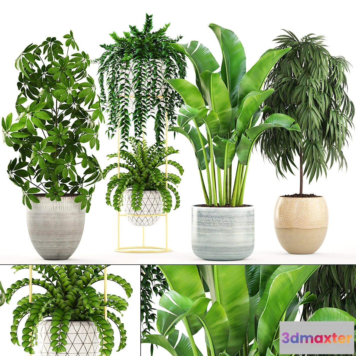 1297021 - Collection of plants. Banana bush Ficus ali Schefflera Caladium indoor Scandinavian style 3D Max