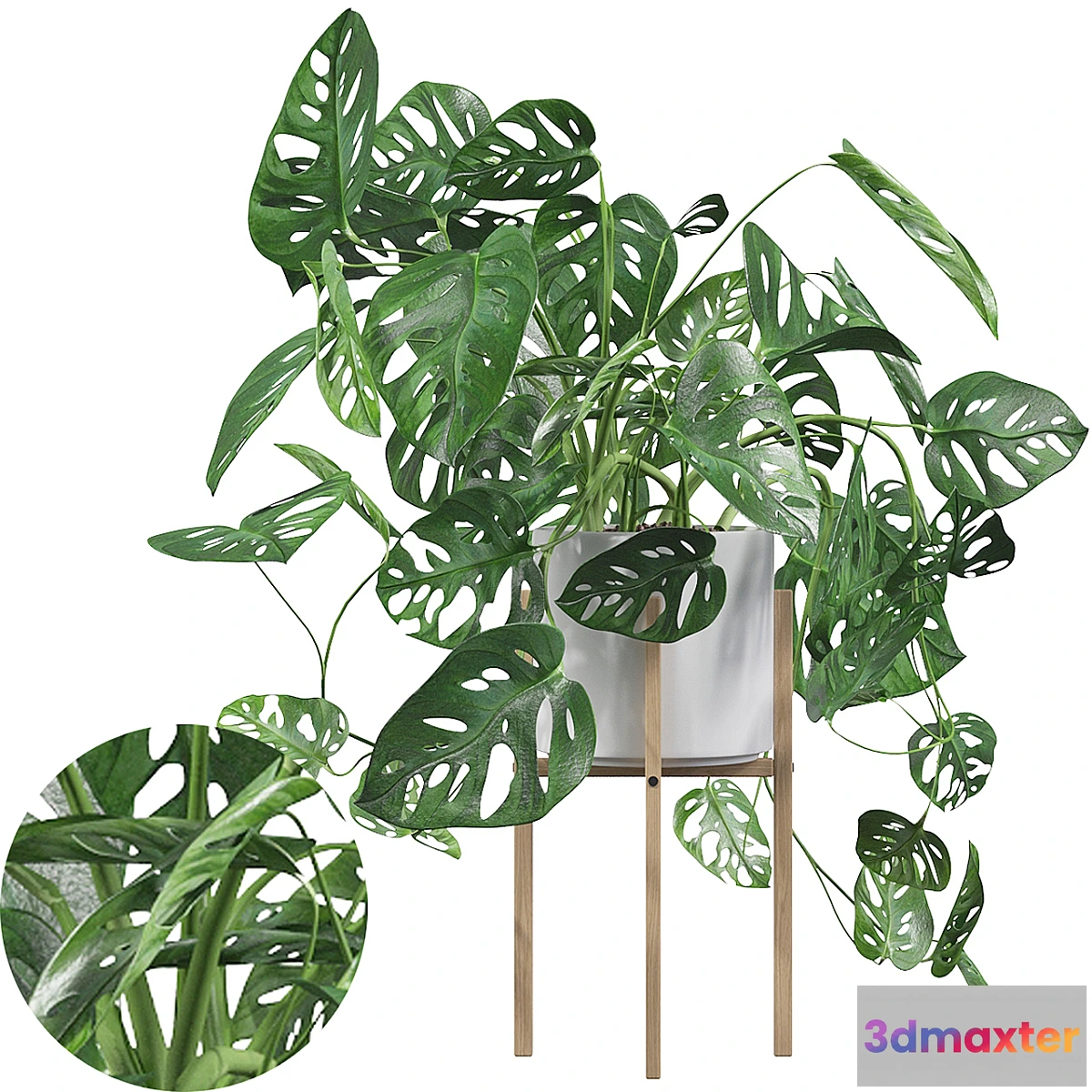 1298999 - Plants collection 028 - Monstera monkey mask 02 3D Max