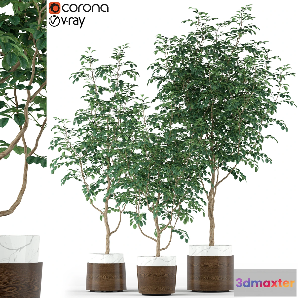 1299038 - Plants collection 205 3D Max