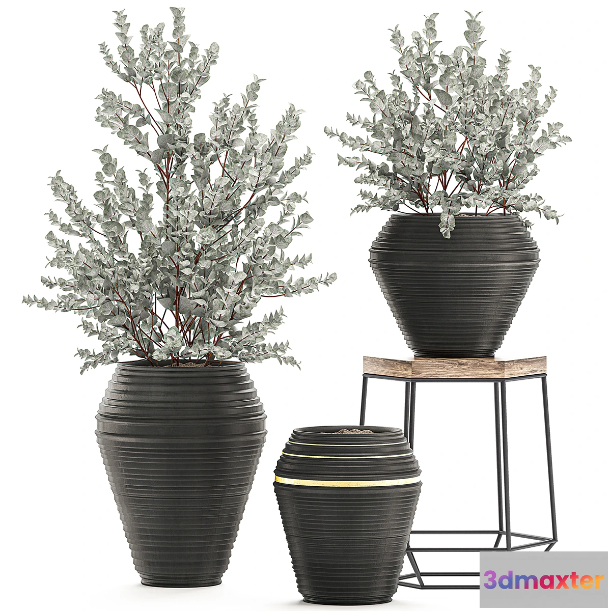 1299146 - Collection with a small decorative tree Eucalyptus ash bush in a black ethnic pot vase. Set 534. 3D Max