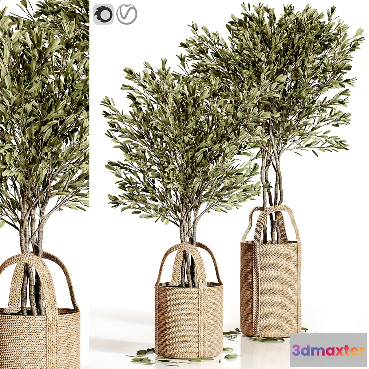 1299925 - Olive trees 5 3D Max