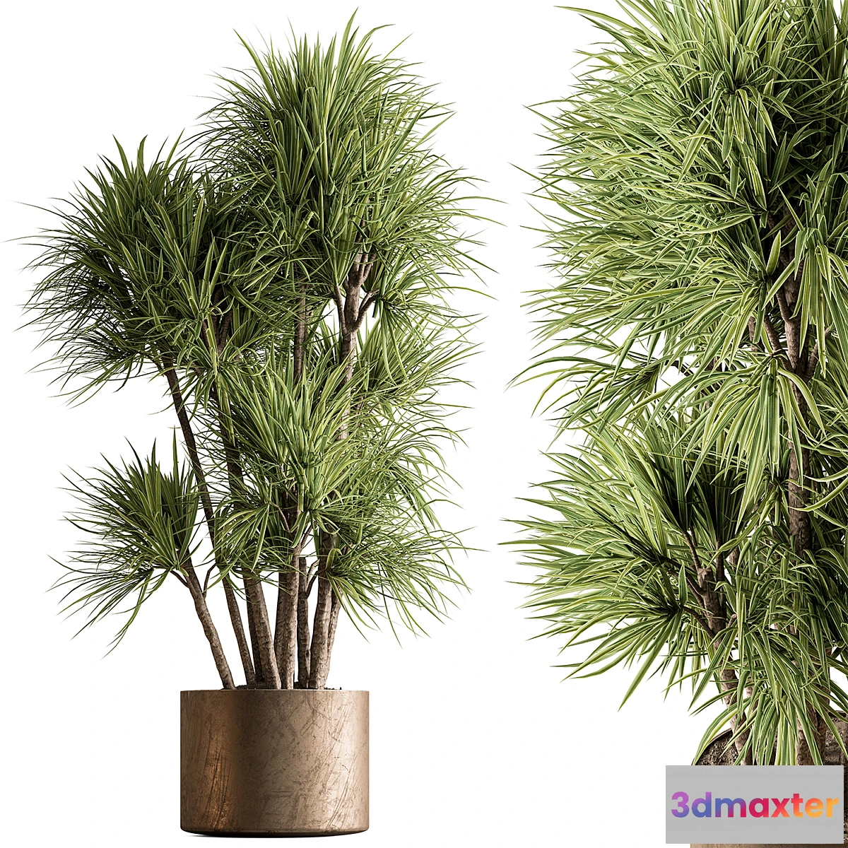 1300566 - Indoor Plant 609 - Yuka Plants 3D Max