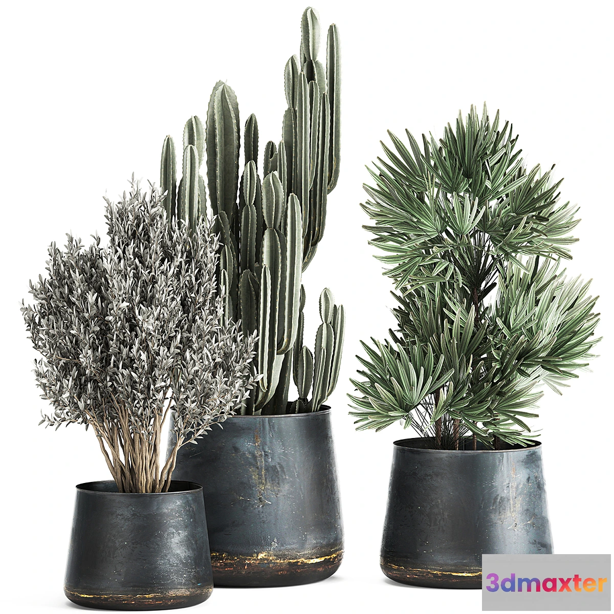 1300604 - Collection of small plants in luxury pots with Cactus palm olive tree Rapeseed Raphis Cereus. Set 870. 3D Max