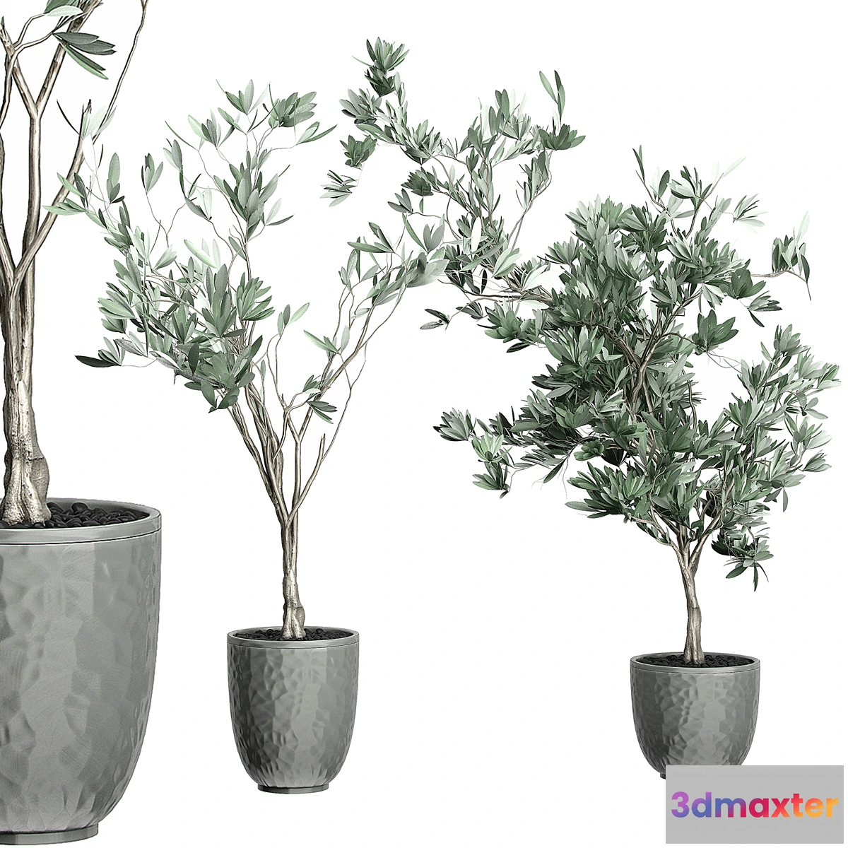 1301319 - Flower Pack 122 - Olive Tree 3D Max