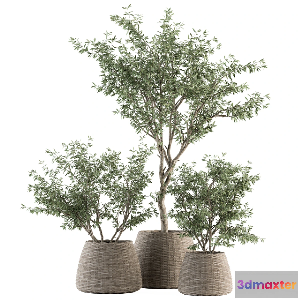 1302073 - indoor Plant Set 275 - Olive Plants Set in pot 3D Max