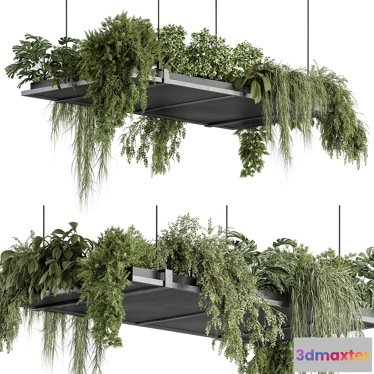 1303210 - indoor Plant 443 - Hanging Plants 3D Max