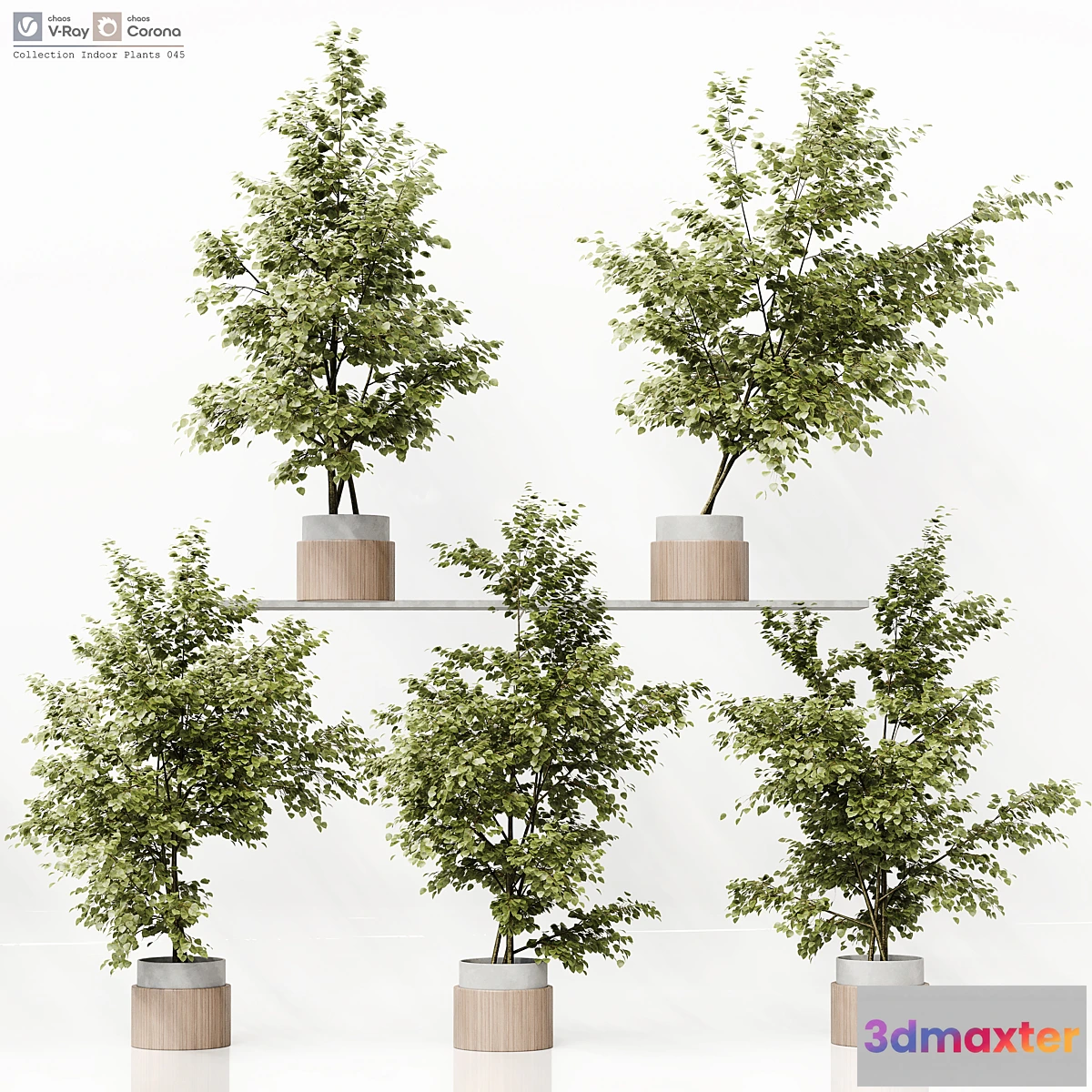 1305276 - Collection Indoor Plants 045 - No.2 3D Max