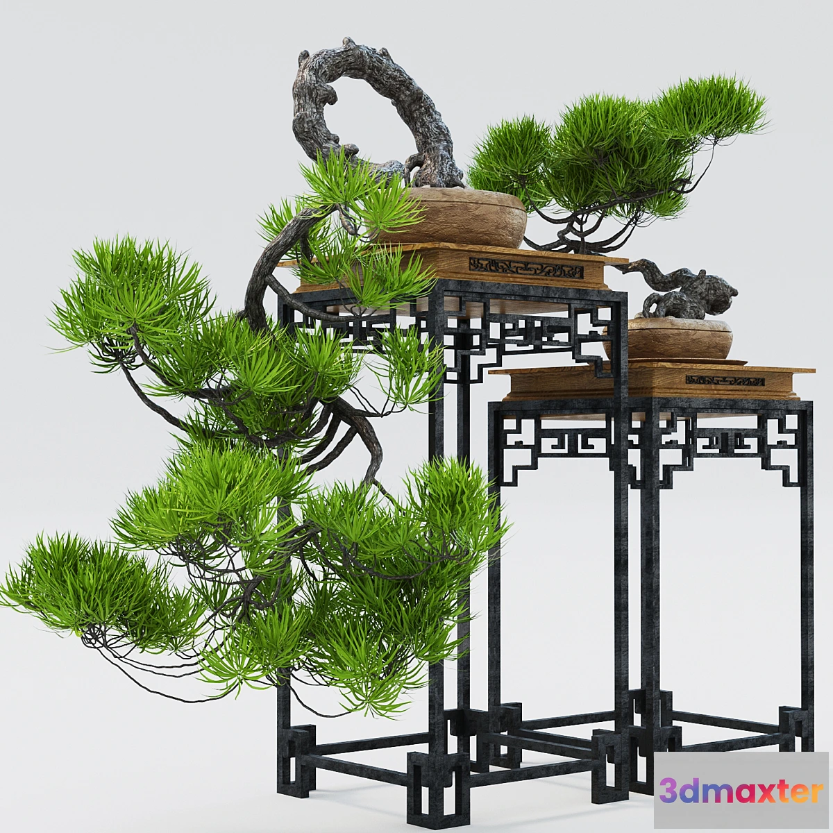 1305542 - Semi bonsai 3D Max