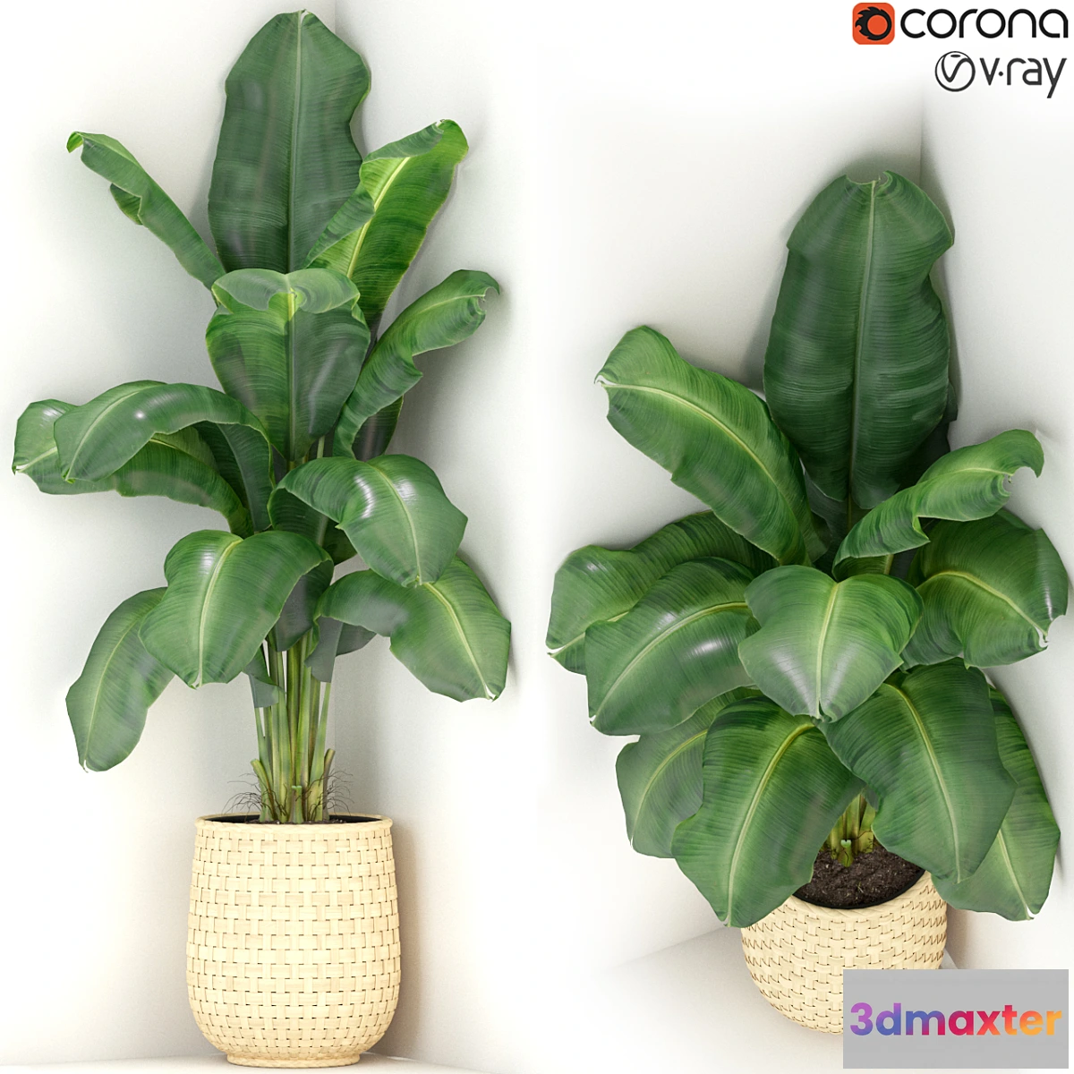 1305582 - Plants collection 313 3D Max