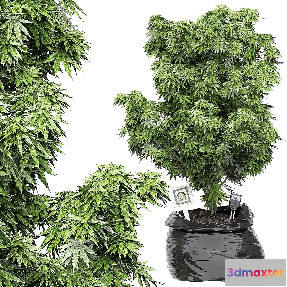 1307900 - Flower Pack 143 3D Max