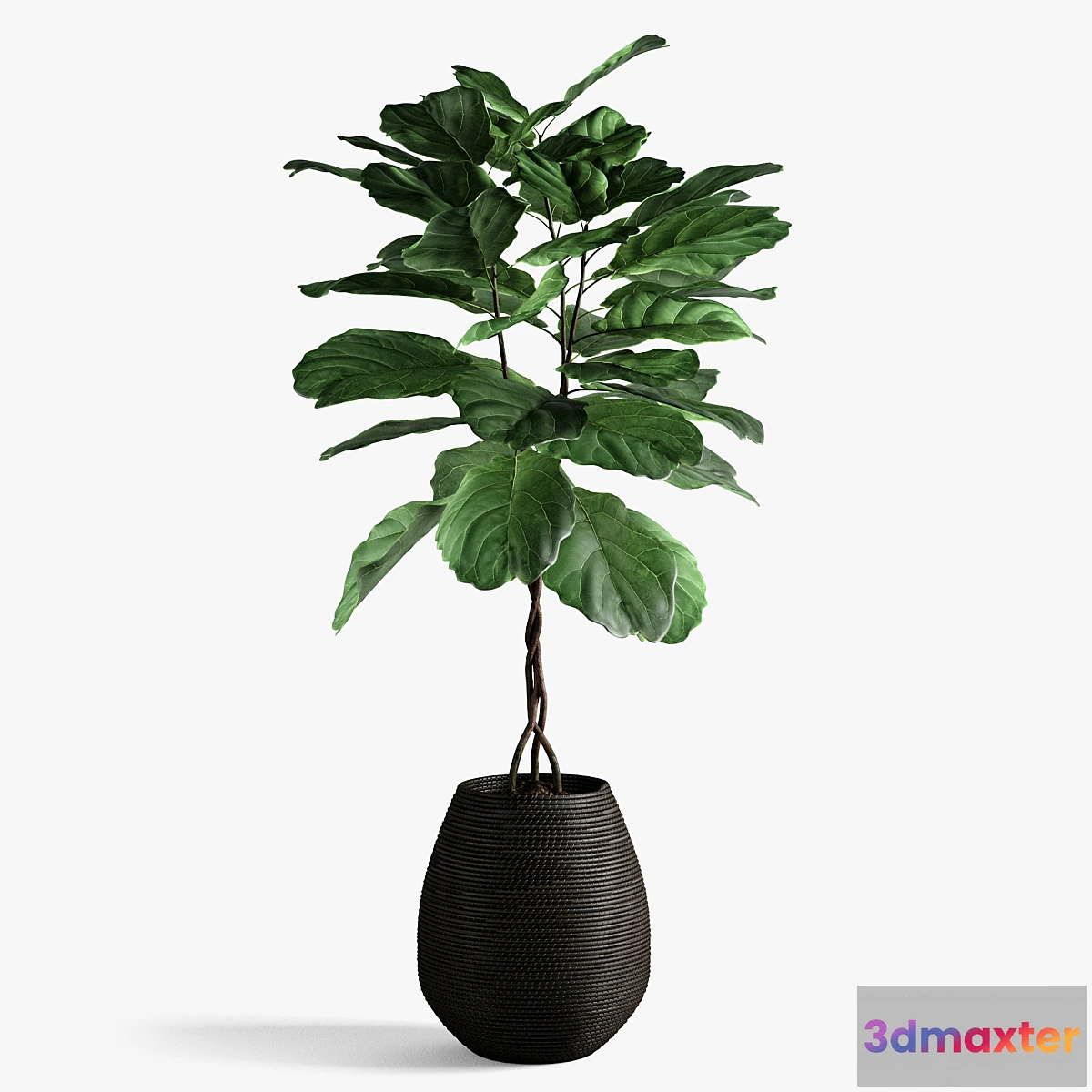 1308067 - ficus lyrata 3D Max