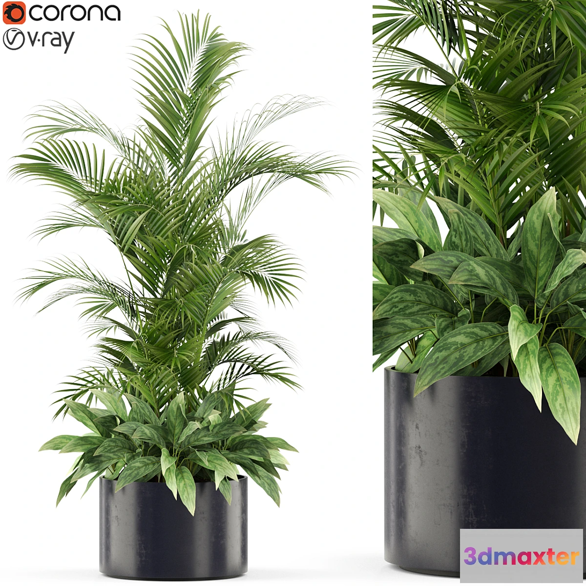 1308154 - Plants collection 459 3D Max