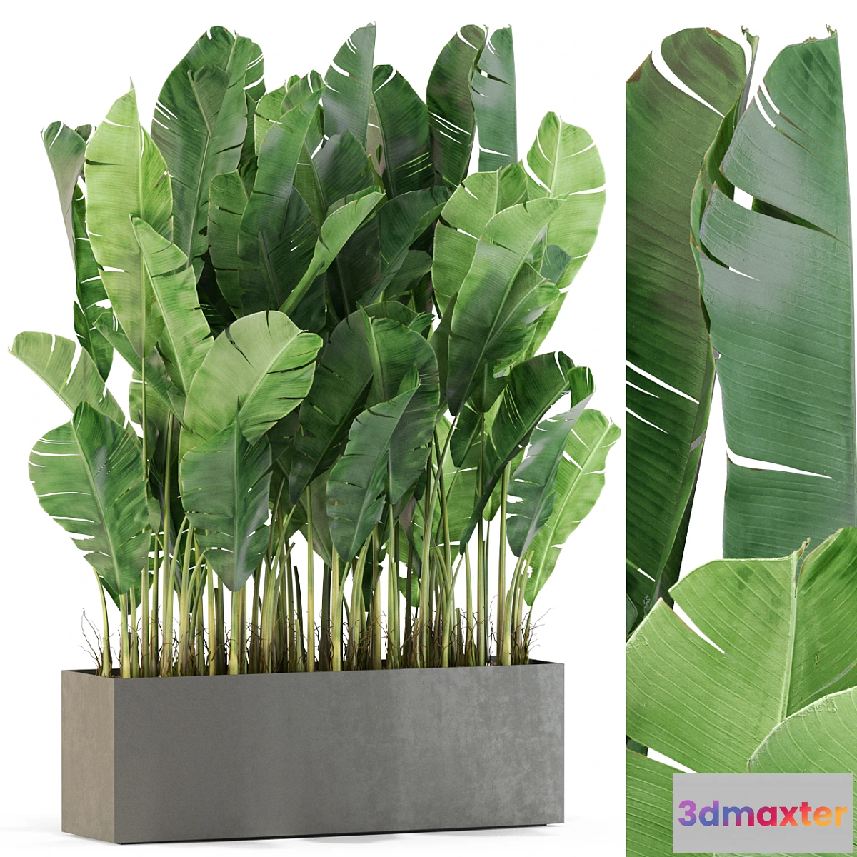 1309567 - Plants collection 444 3D Max