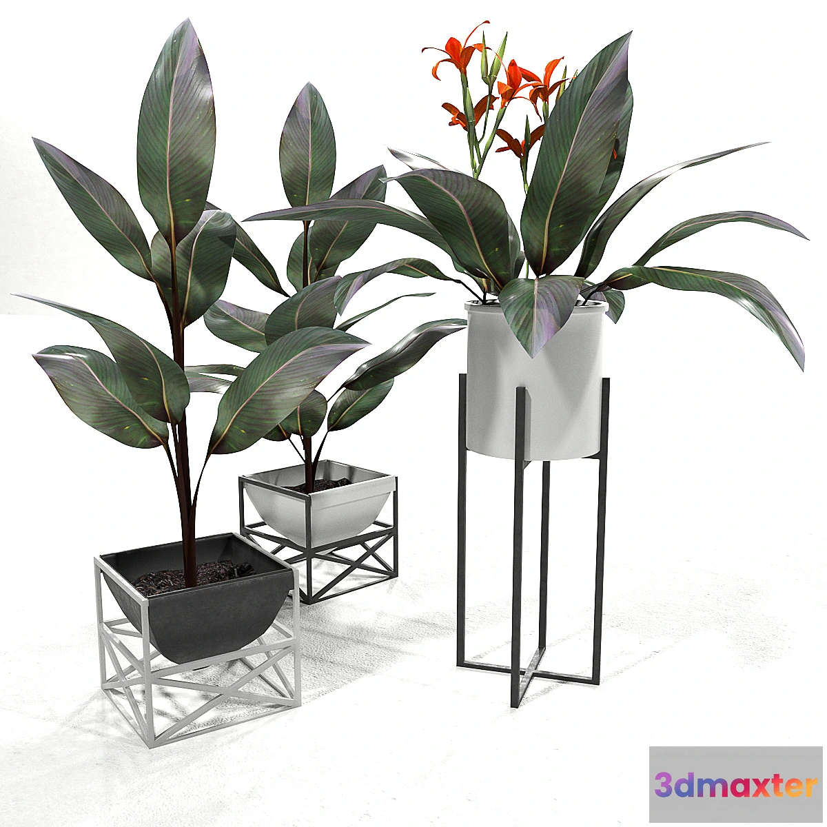 1309904 - Canna plant set 2 3D Max