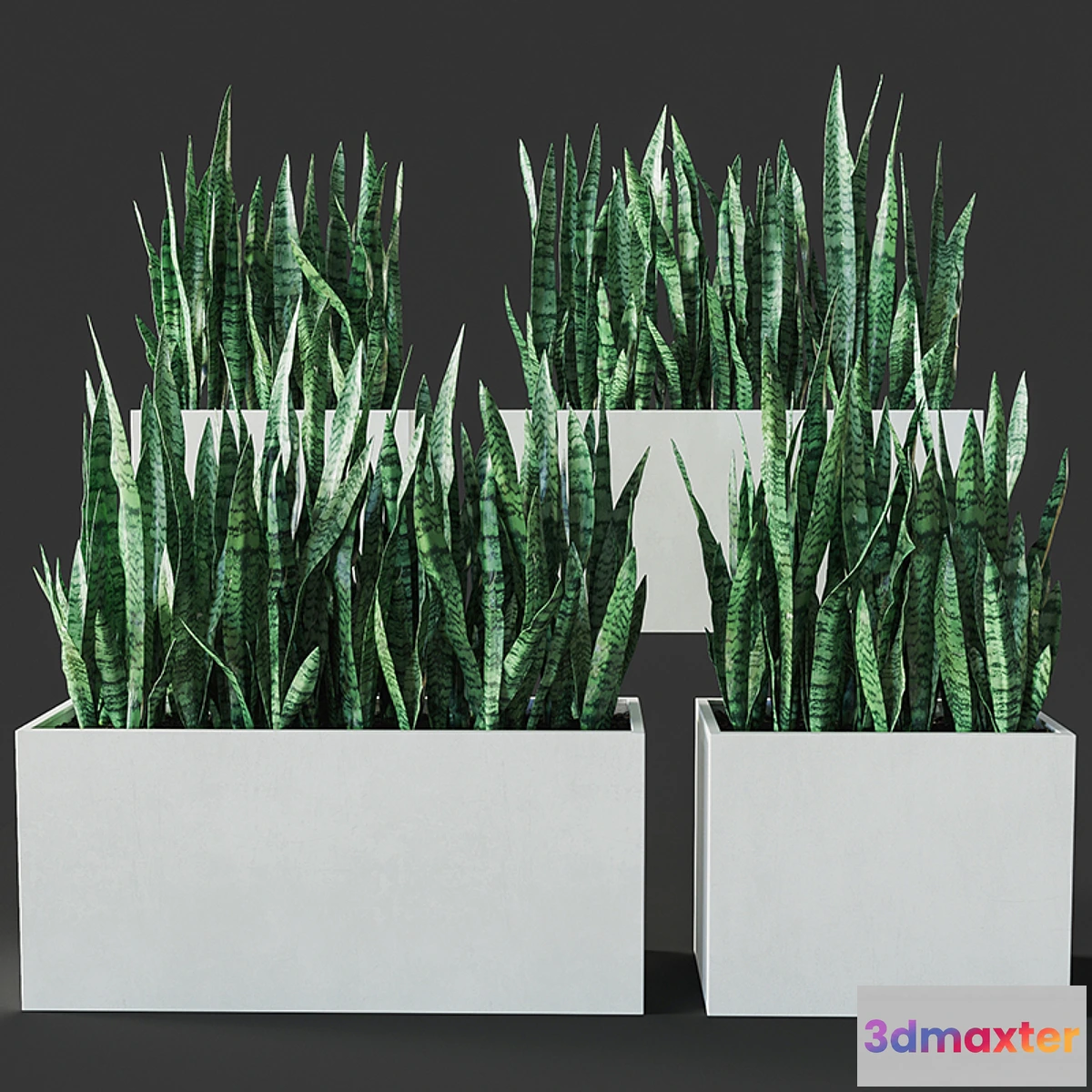 1312131 - Sansevieria 3 3D Max
