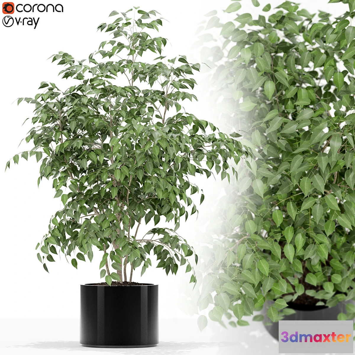 1314400 - Plants collection 153 3D Max