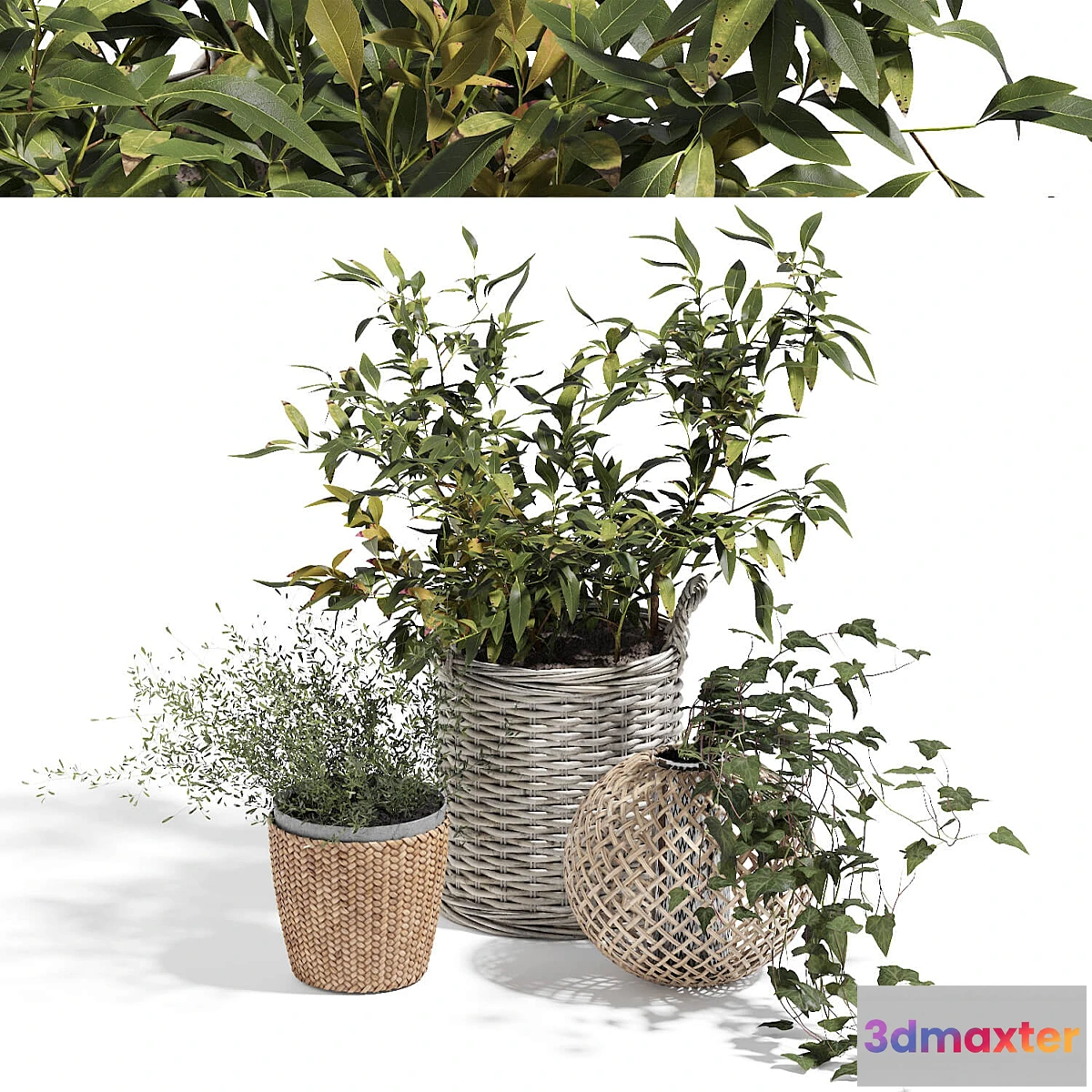 1314849 - Green set - No.3 3D Max