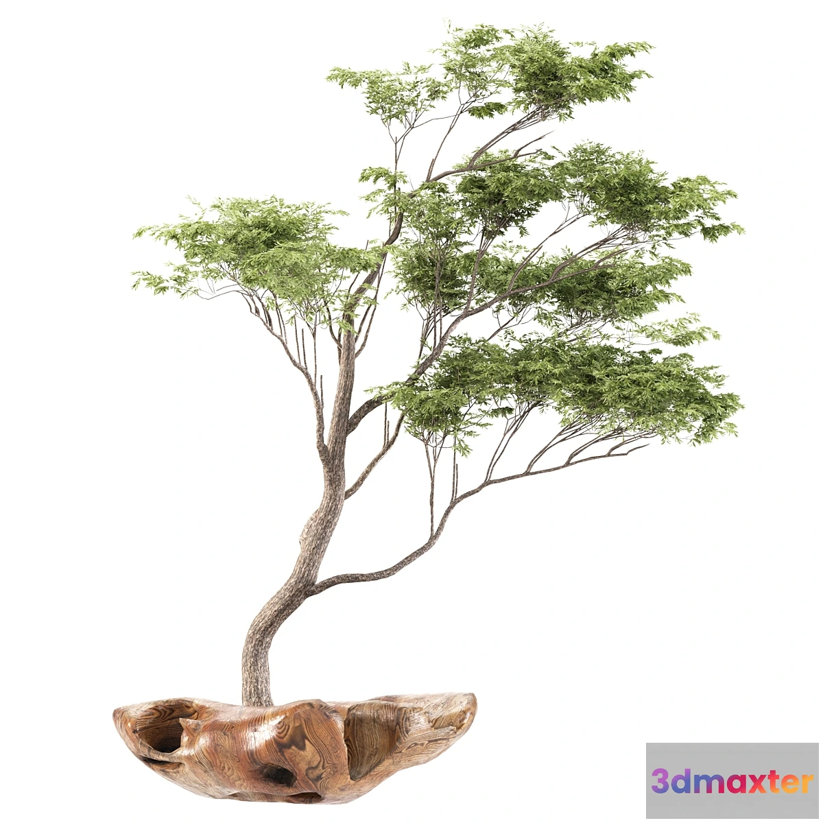 1315093 - bonsai5 3D Max