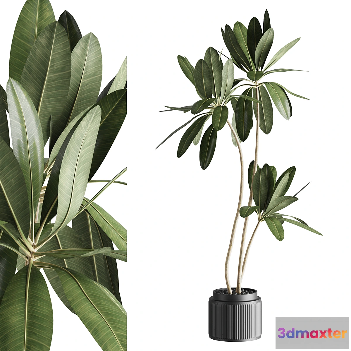 1315188 - Ficus 001 3D Max
