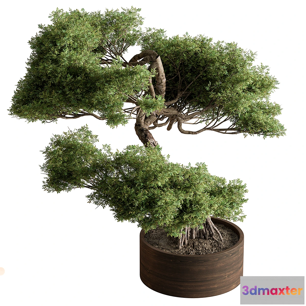 1315237 - indoor Plant 626 - Bonsai Plant 3D Max