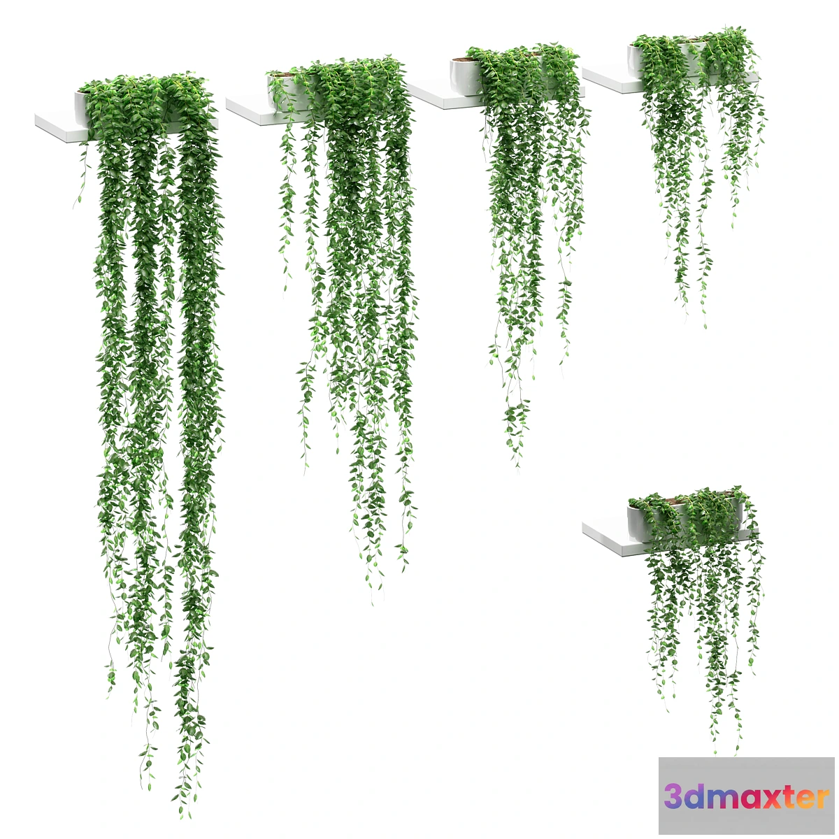 1315635 - Hanging plants on the shelves. 5 models 3D Max
