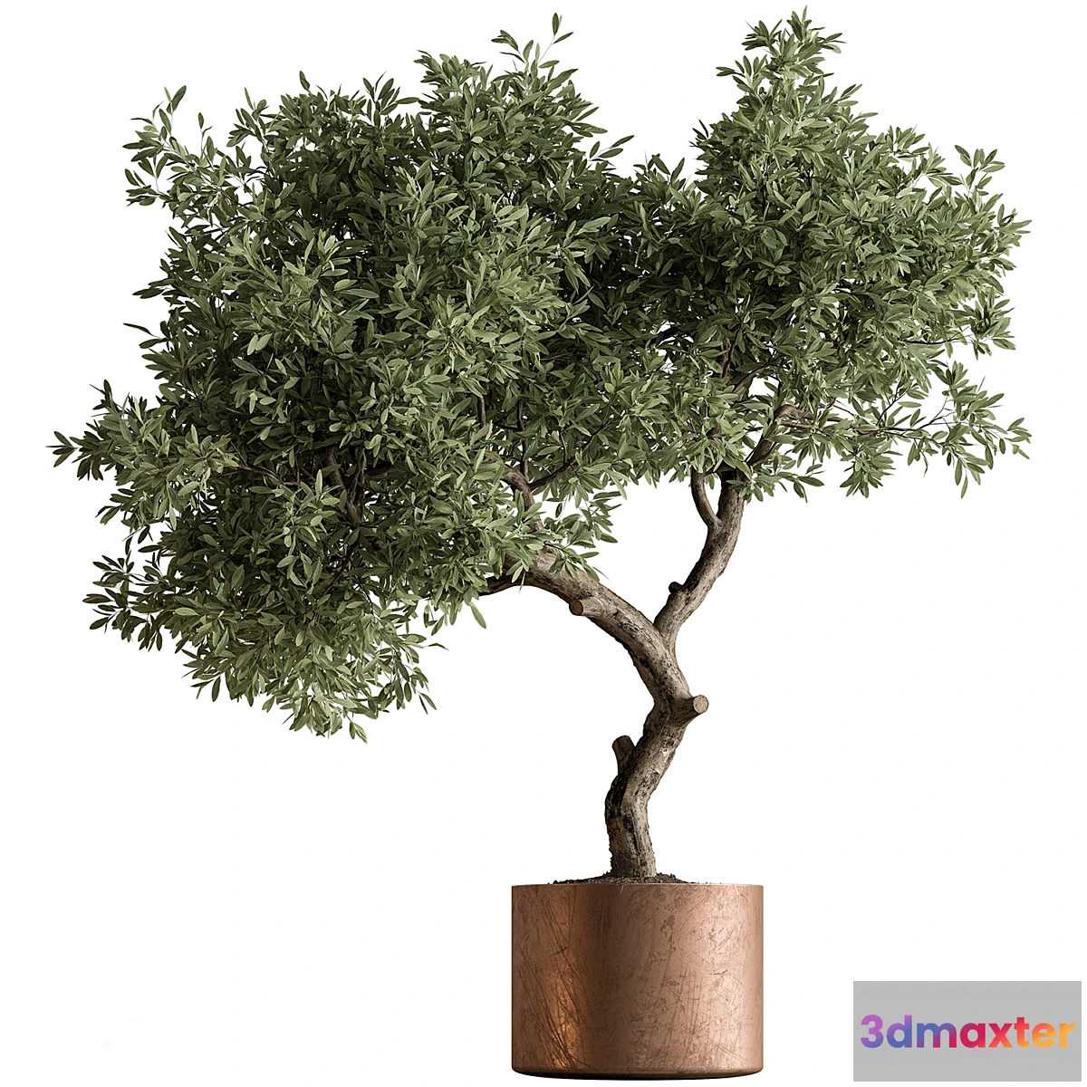1316350 - Indoor Plant 573 -Tree in Pot 3D Max