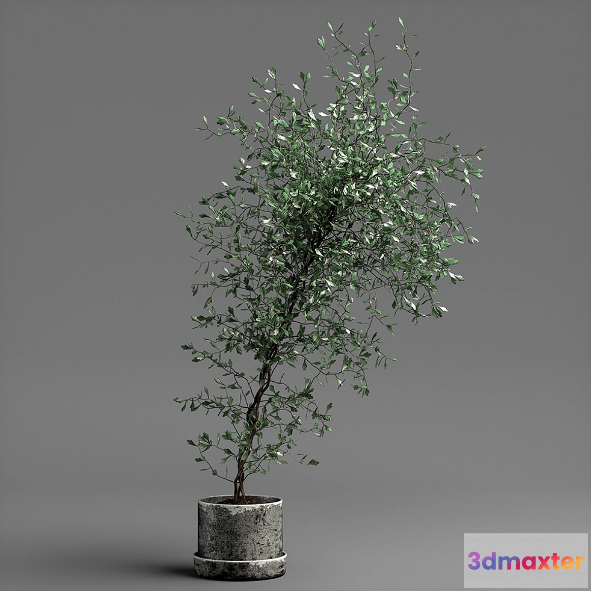 1316462 - corocia plant 3D Max