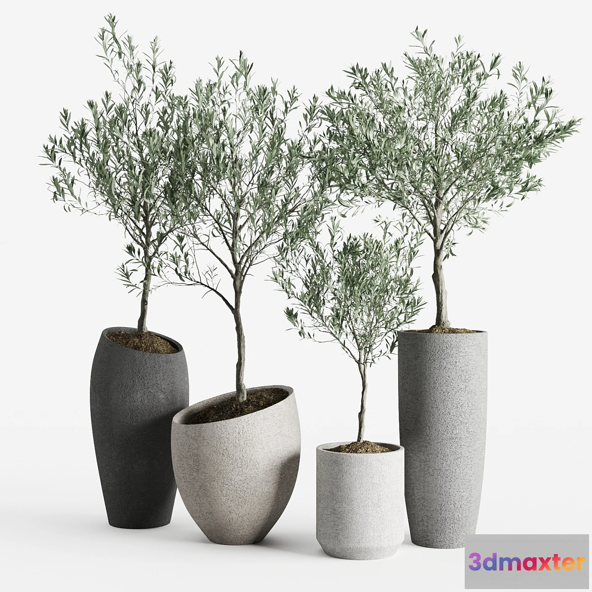 1316796 - Olive European Potted Eco Stone Hitohana 3D Max