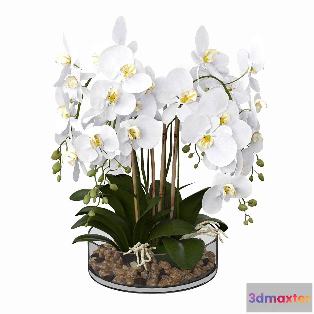 1317126 - Phalaenopsis orchid 3D Max