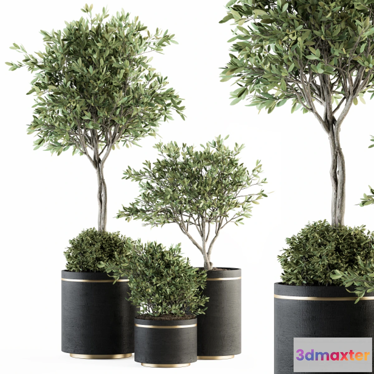 1318015 - indoor Plant Set 239 - Olive in Pot 3D Max