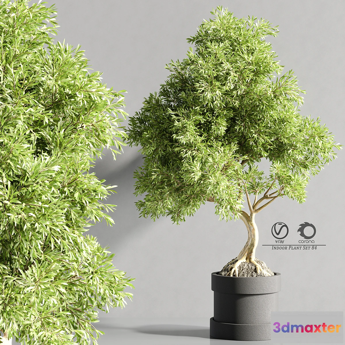 1319332 - plant_bonsai_07 3D Max