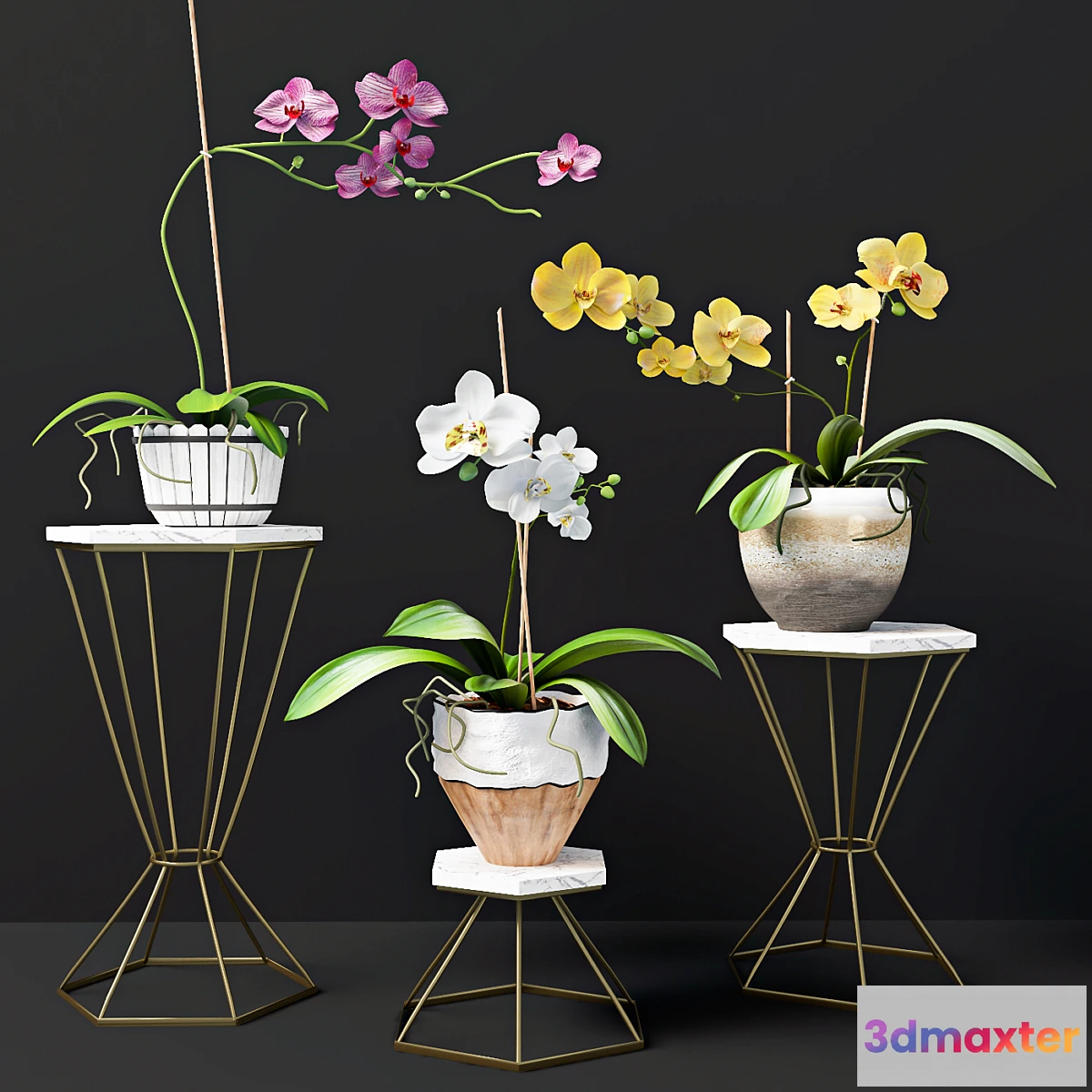 1319503 - Orchid flowers 3D Max