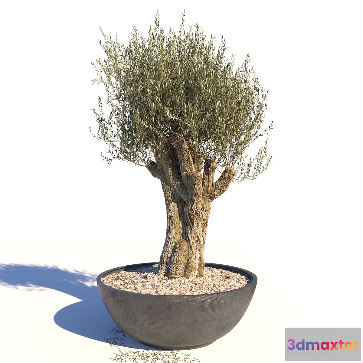 1319618 - Old Olive Tree - No.2 3D Max