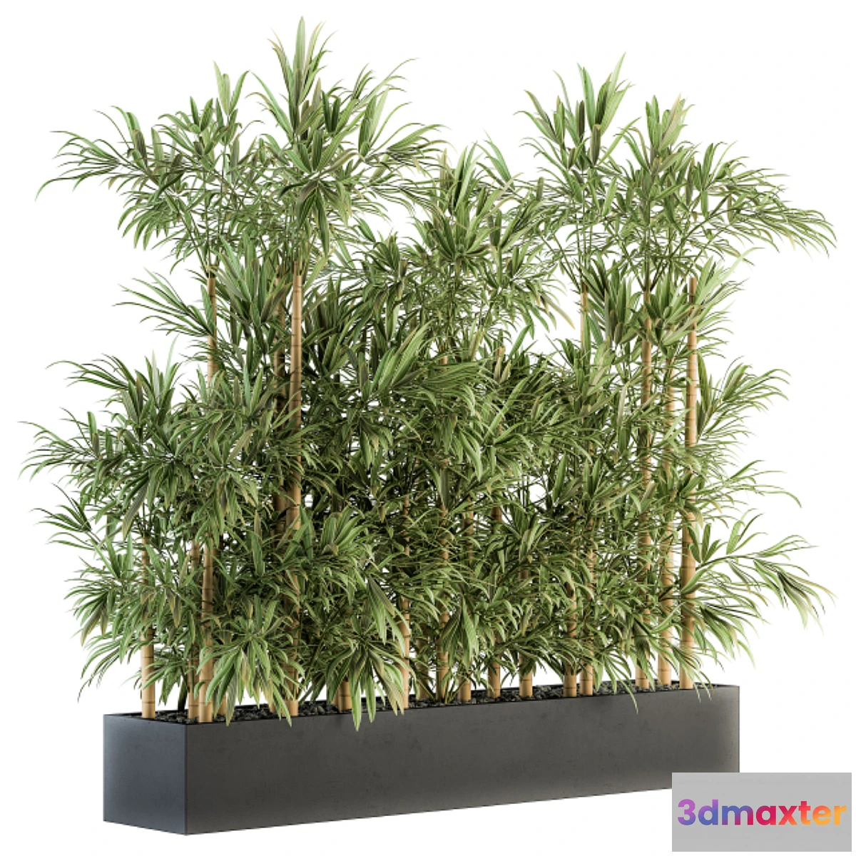 1320365 - Indoor Plant Set 144 - Bamboo in Plant Box 3D Max