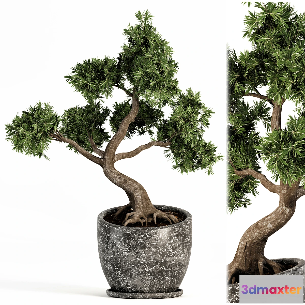 1320674 - Plant bonsai-01 3D Max